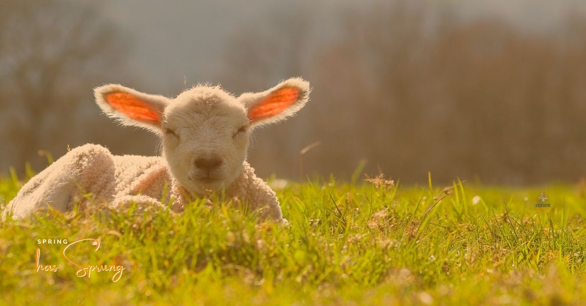 Spring has Sprung